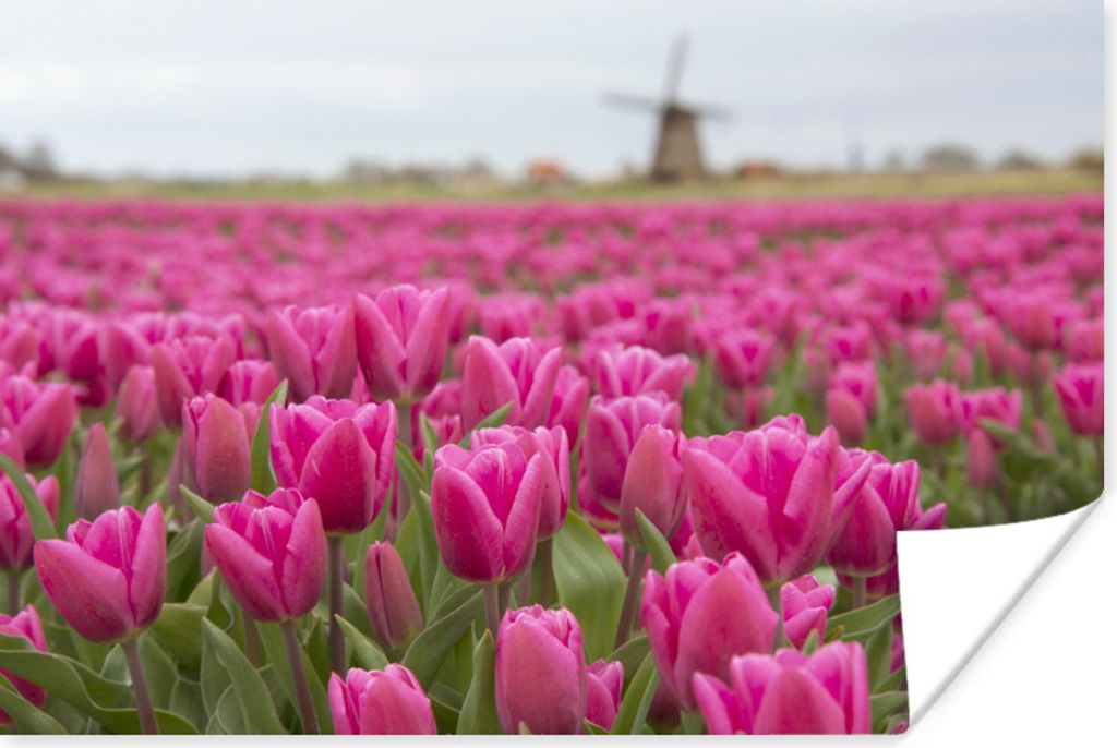 MuchoWow Poster Rosa Tulpen und Windmühle 30x20 cm - Plakate - Print