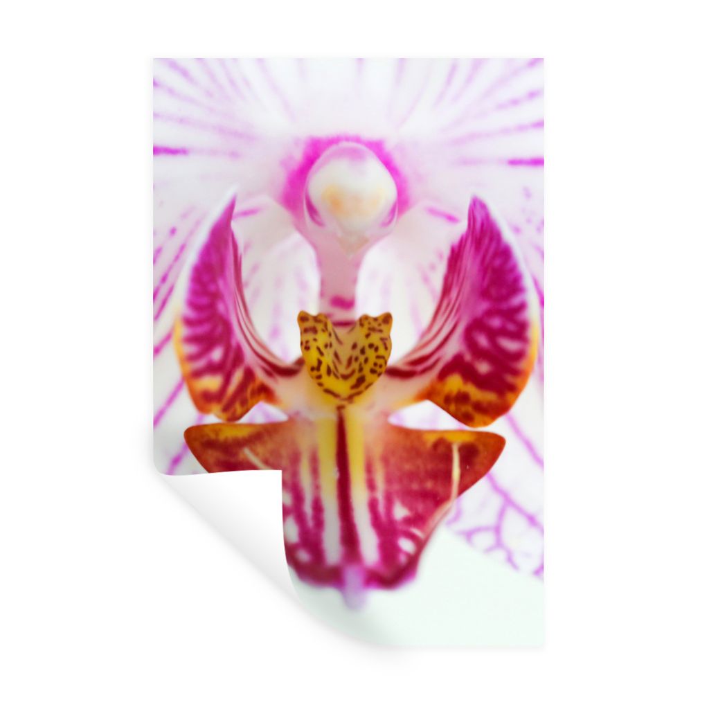MuchoWow Wandtattoo Wandsticker Wandaufkleber Orchidee Detail 80x120 cm Selbstklebend und Repositionierbar - Repositionierbar - Wasser abweisend