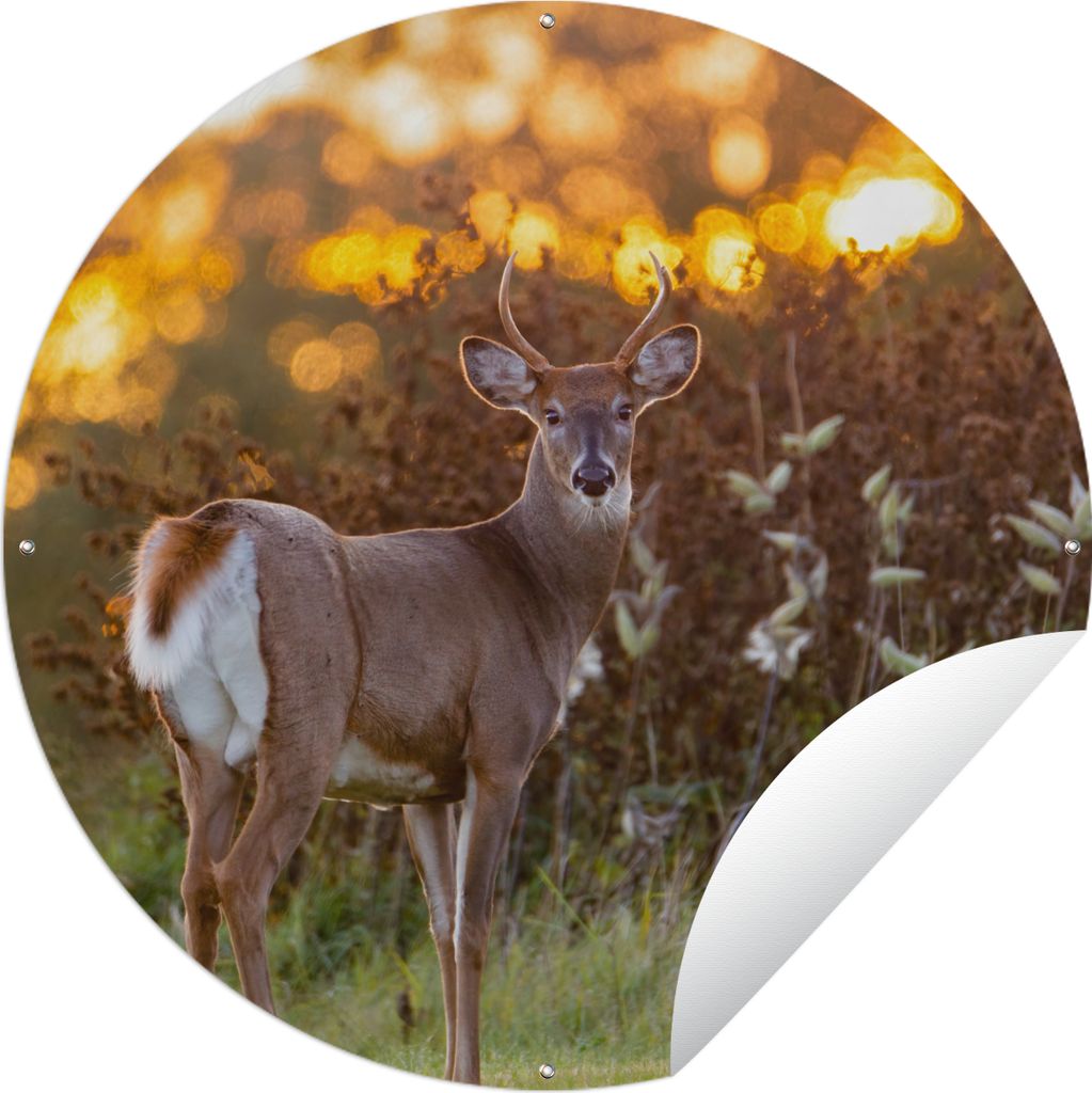 MuchoWow Gartenposter Outdoor-Poster Rund Hirsche - Pflanzen - Sonnenuntergang - Wildtiere - Natur Ø 60 cm Gartendeko Rundes Poster draußen