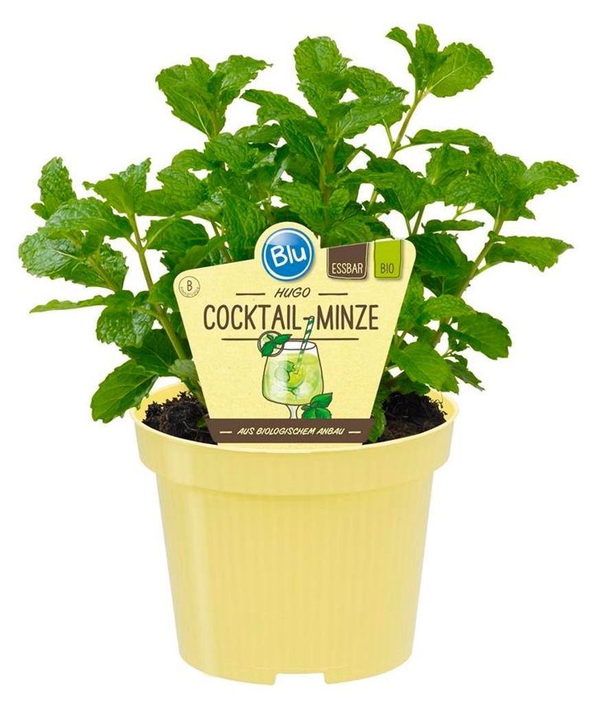 HUGO máta - koktejlová máta vkvalitě - Mentha spicata - Obrázek produktu 