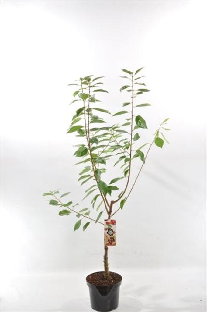 Süßkirsche ‘Merchant’ – Prunus avium | Kirschbaum 100–120 cm für Garten & Obstwiese | Winterharte Obstpflanze