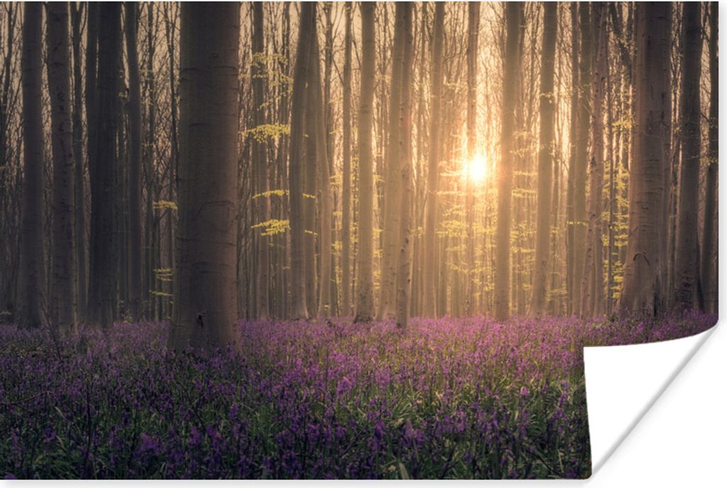 MuchoWow Poster Frühling - Blumen - Wald 30x20 cm - Plakate - Print