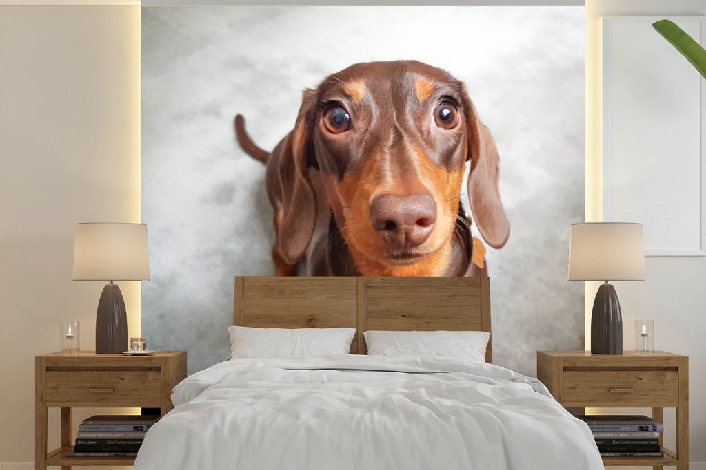 MuchoWow Fototapete für Wohnzimmer oder Schlafzimmer Wandtapete Vinyl Motivtapete Nahaufnahme des Kopfes eines Dackels - 280x280 cm - Hintergrun...