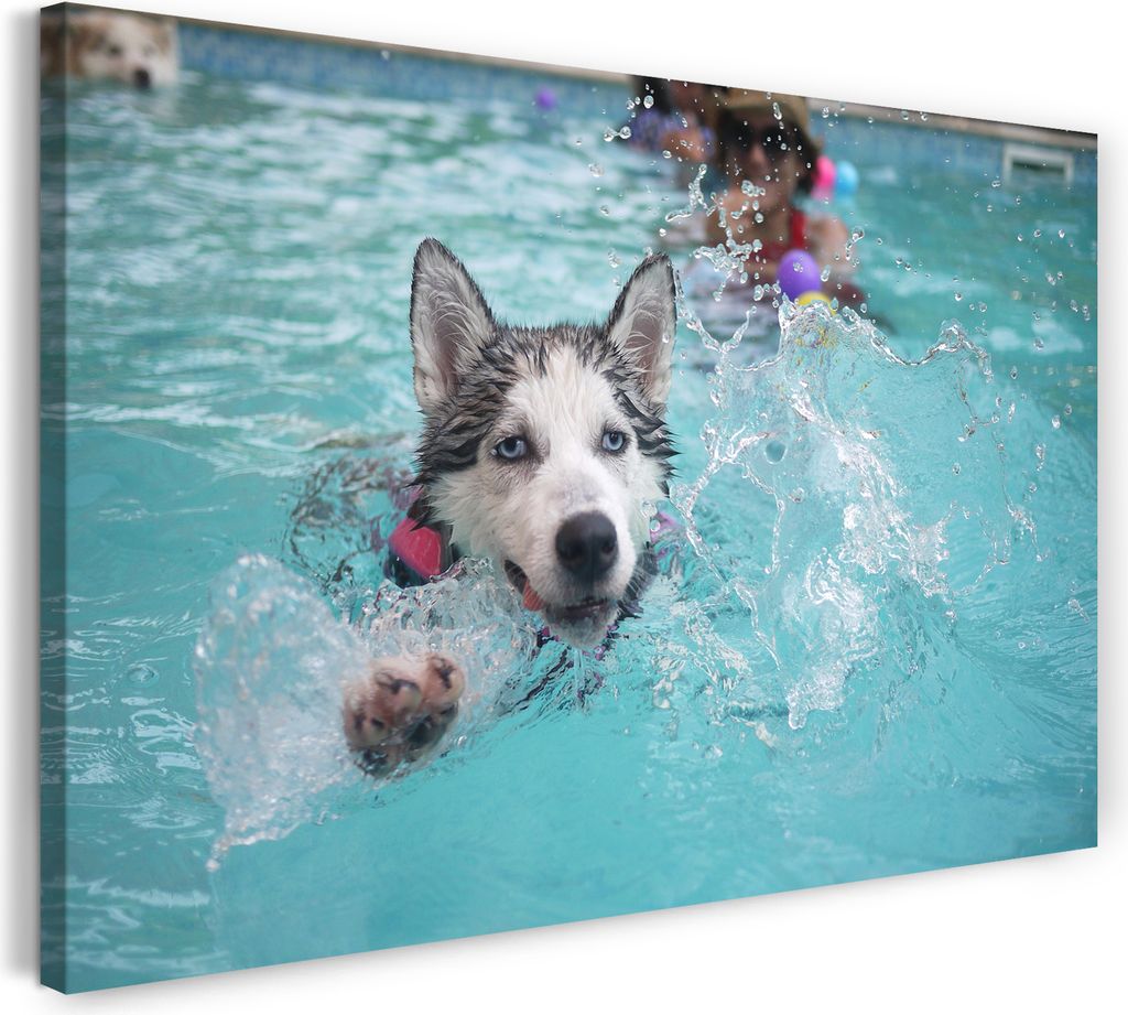 Leinwandbild (60x40cm): Husky schwimmt im Wasser süß Tier-Motive süß Hund Hunde, echter Holz-Keilrahmen inkl. Aufhänger, handgefertigt in Deut...