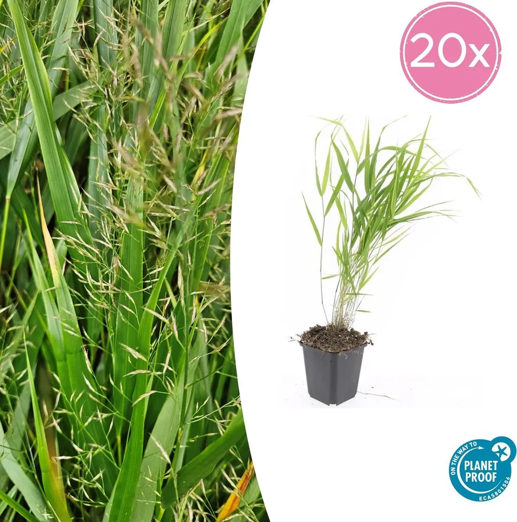 Aménager un jardin d'ombre avec l'Herbe de la forêt japonaise - 20 pcs