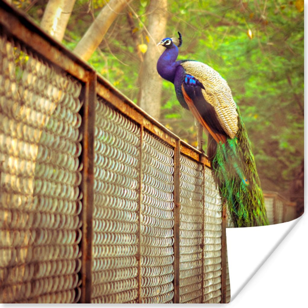 MuchoWow Poster Pfau - Federn - Zaun 75x75 cm - Wand Dekoration