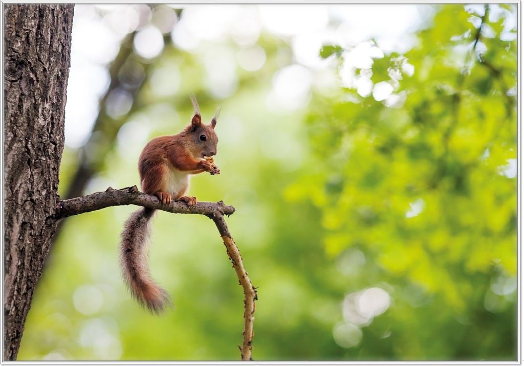 Wallario Wandbild Eichhörnchen auf einem Ast, Größe: 70,30 x 100,30 cm, Poster mit weißem Kunststoffrahmen