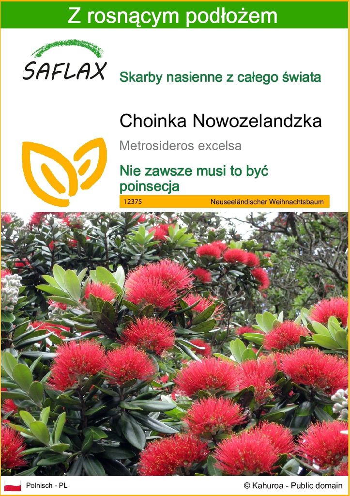 SAFLAX - Choinka Nowozelandzka - 300 Nasiona - Z podłożem Zdjęcie produktu 