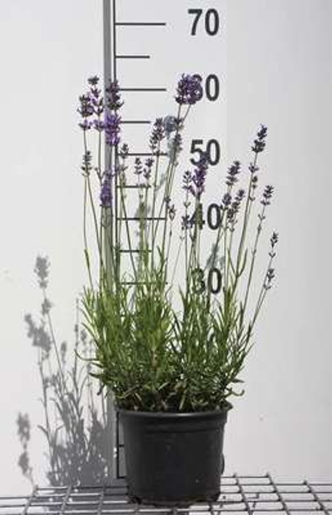 Lavandula ang. 'Munstead' - Lavendel - Container 2 liter