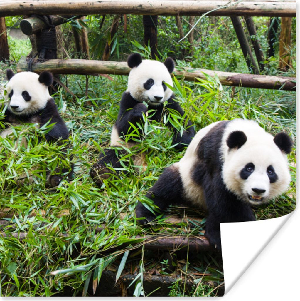 MuchoWow Poster Pandas - Bambus - Blätter 100x100 cm - Babyzimmer