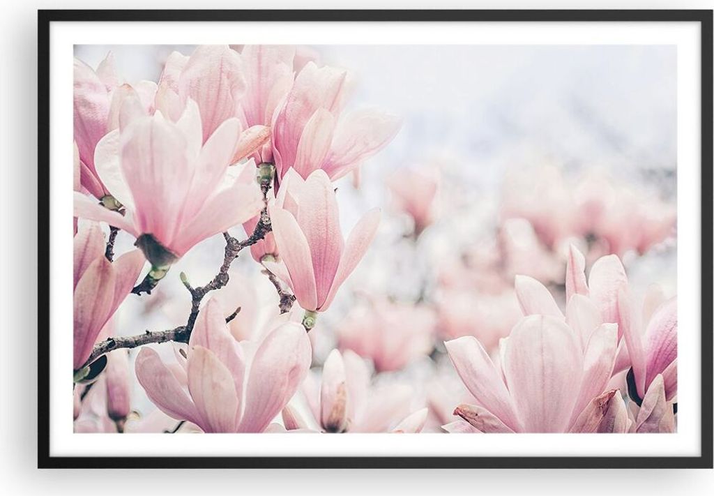 Gerahmtes Poster - Schwarzer Rahmen - Magnolie Blumen Rosa - 91,5x61 cm - Wand Bild - Wanddeko - Wandbilder - Kunstposter - Wandposter - Bilderrahm...
