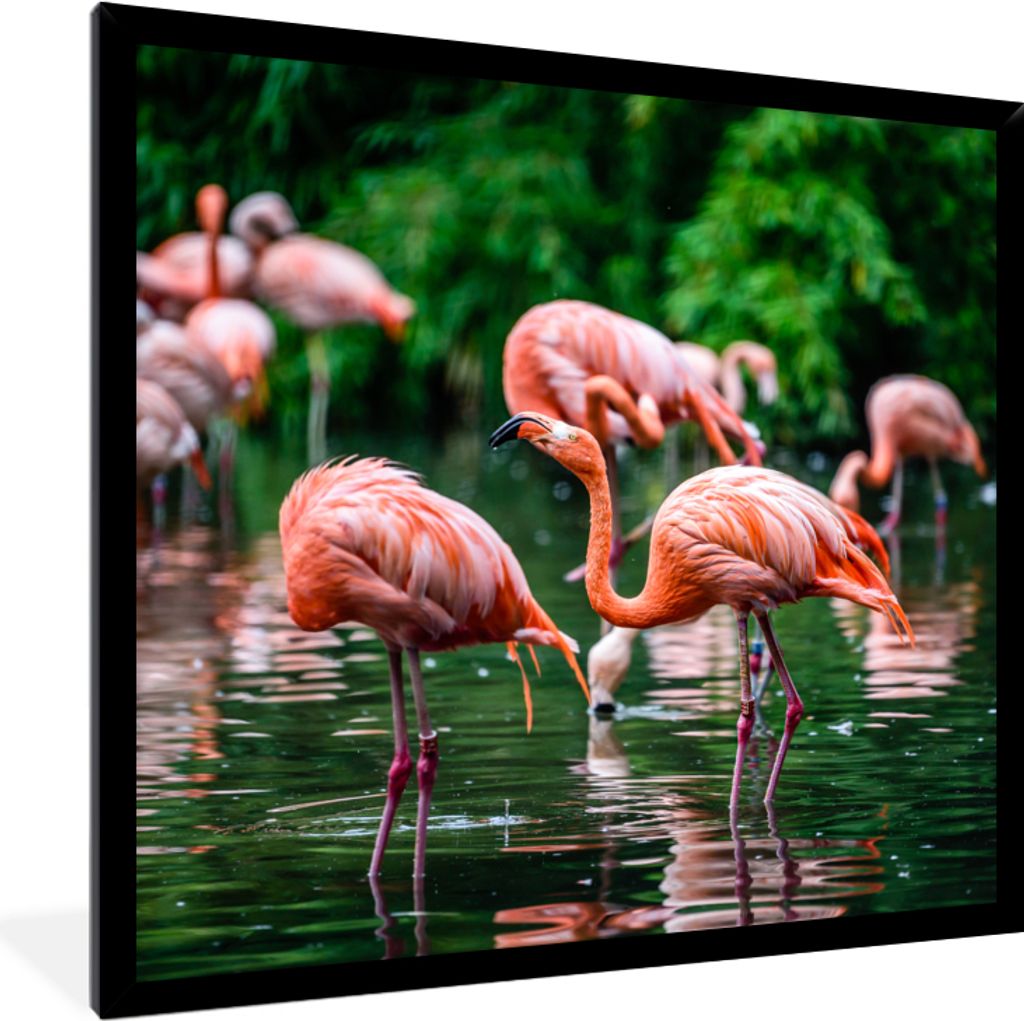 MuchoWow Gerahmtes Poster Flamingo - Tropisch - Vogel - Wasser - Rosa 40x40 cm - Poster mit Schwarzem Bilderrahmen Wandposter Rahmen Foto Bilder ...