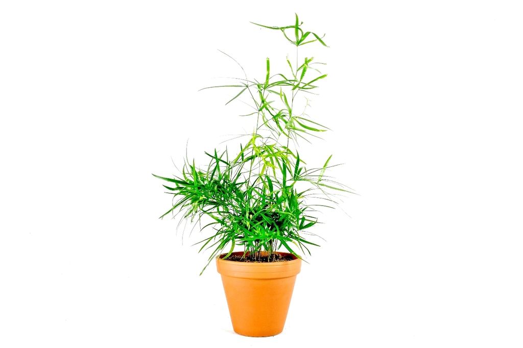Gardners Asparagus Falcatus, priemer 12 cm Obrázok produktu 