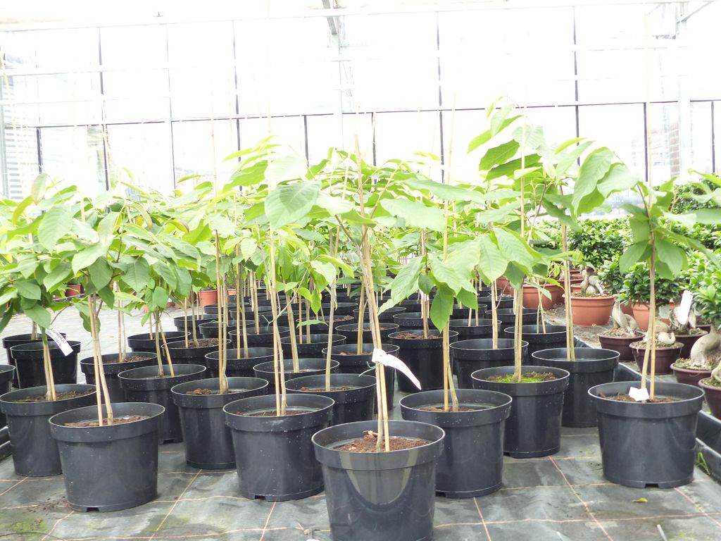 Indianerbanane 100 cm Asimina triloba Sunflower Papau Produktbild 
