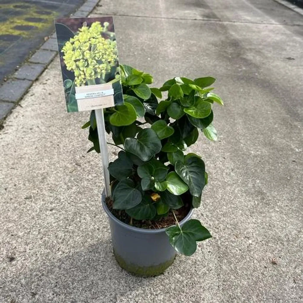 Lierre Arbori Compact persistant 20-25 cm : feuillage vert très dense - 2