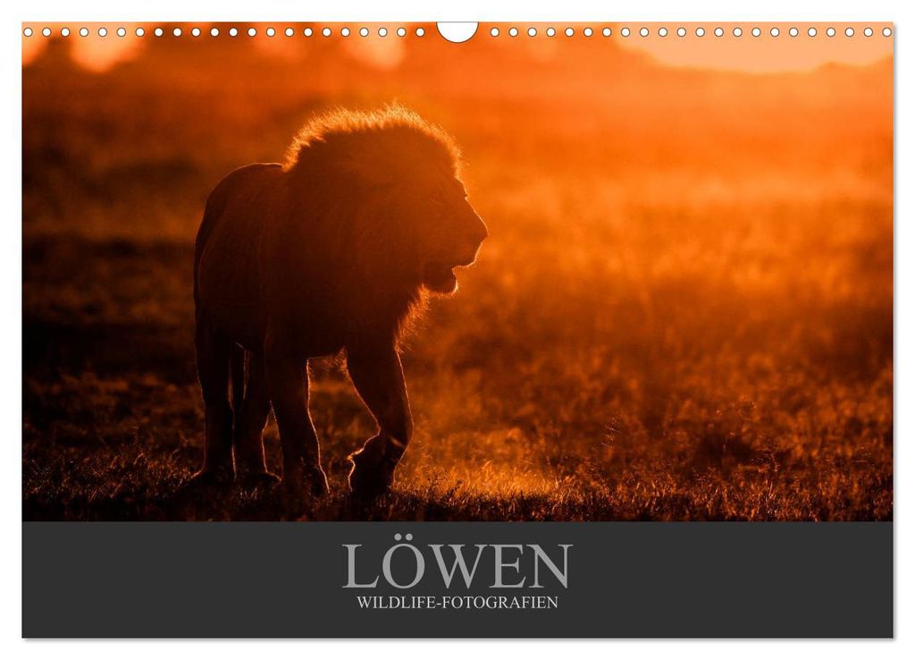 Löwen Wildlife-Fotografien (Wandkalender 2027 DIN A3 quer), CALVENDO Monatskalender