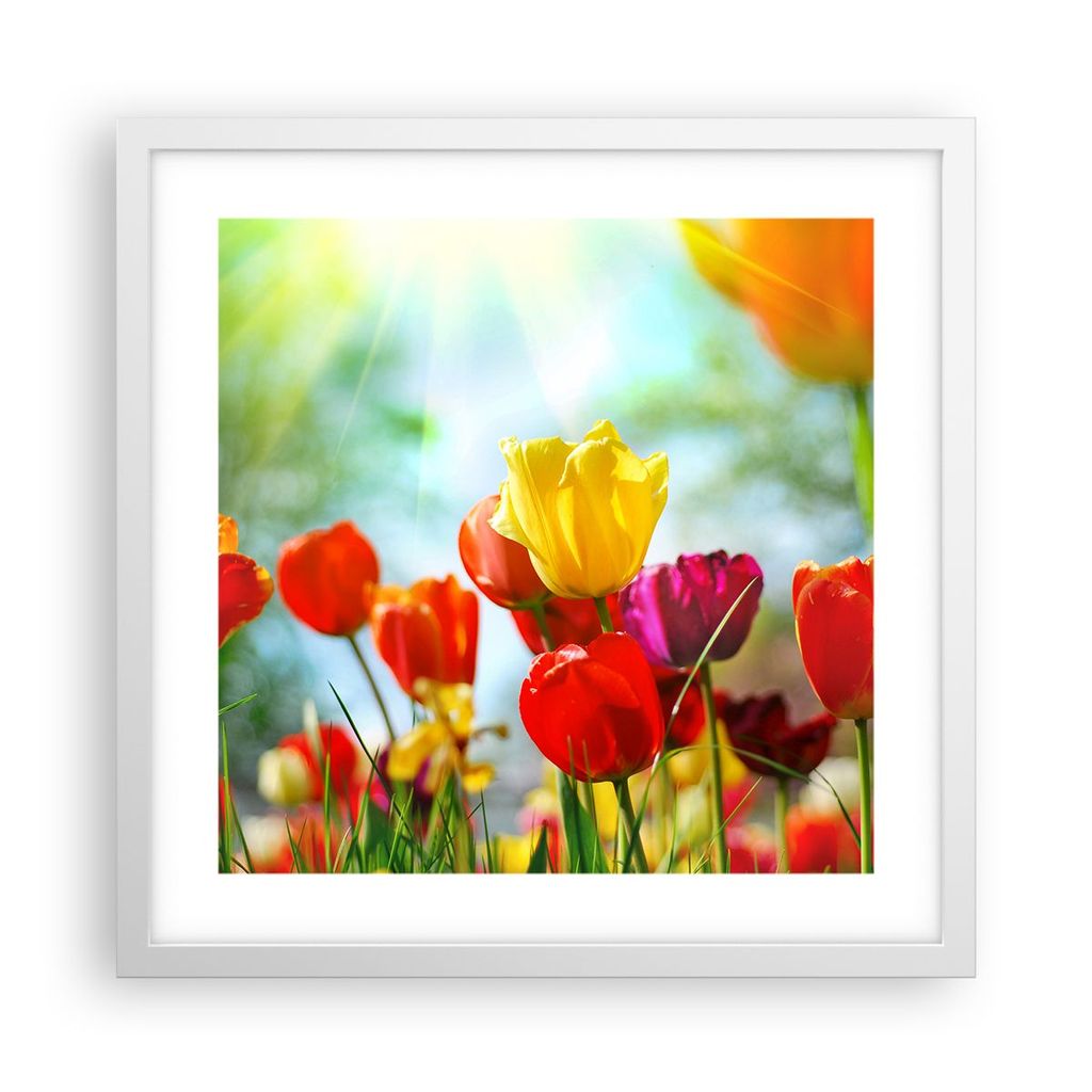 Gerahmtes Poster - Weißer Rahmen - Tulpe Blume Plantage Wiese - 40x40 cm - Wand Bild - Wanddeko - Wandbilder - Wandposter - Bilderrahmen - Bilder ...