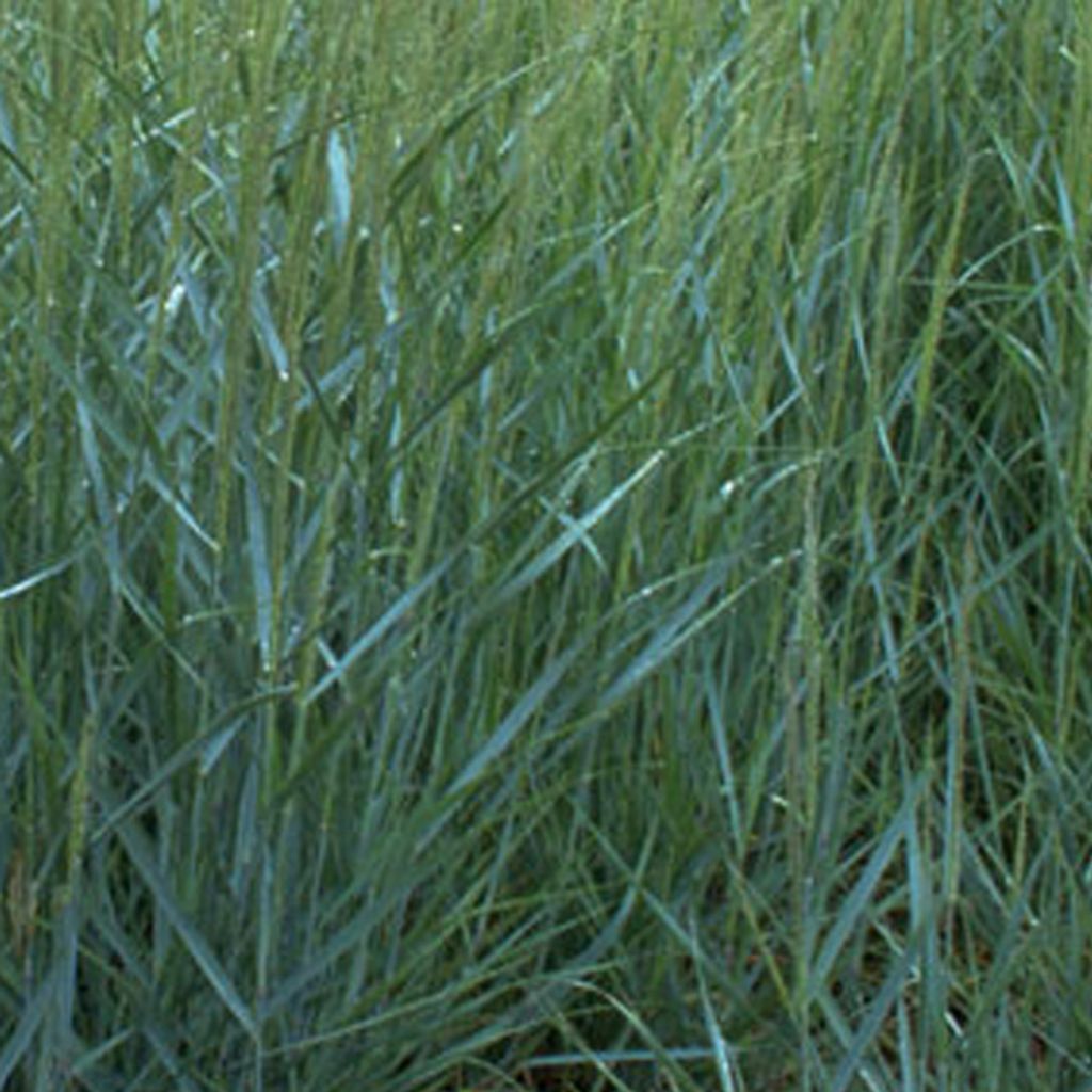 6 x Ruten Hirse - Panicum virgatum 'Prairie Sky' | Topf 9cm x 9cm