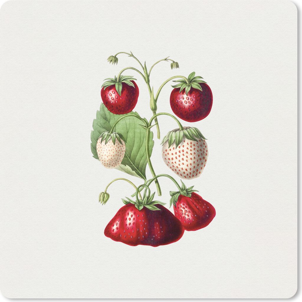 MuchoWow Mauspad Mousepad Erdbeeren - Pflanze - Frucht 20x20 cm - Mousepads - Maus Mat - Pad - Mausunterlage - Desk Mat - Bureauartikeln