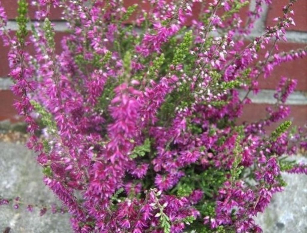 Calluna vulgaris Allegro - Sommerheide - 5-Stück