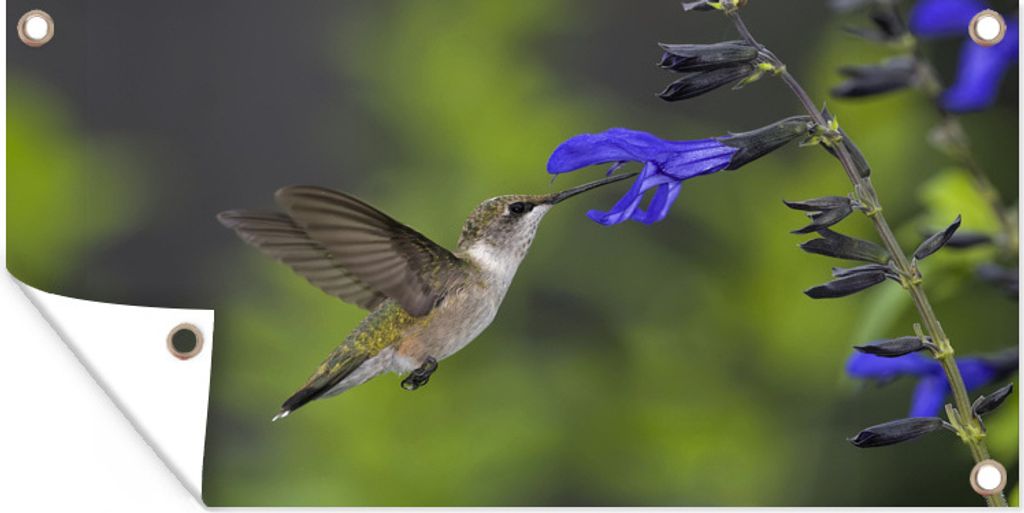 MuchoWow 80x40 cm Outdoor-Poster Gartendeko Sichtschutz Garten Poster für den Garten Rubinkehlkolibri trinkt aus einer blauen Blüte