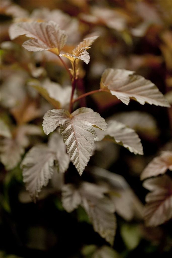 Physocarpus opulifolius 'Lady in Red', Fasanenspiere, rotlaubig, 60–80 cm