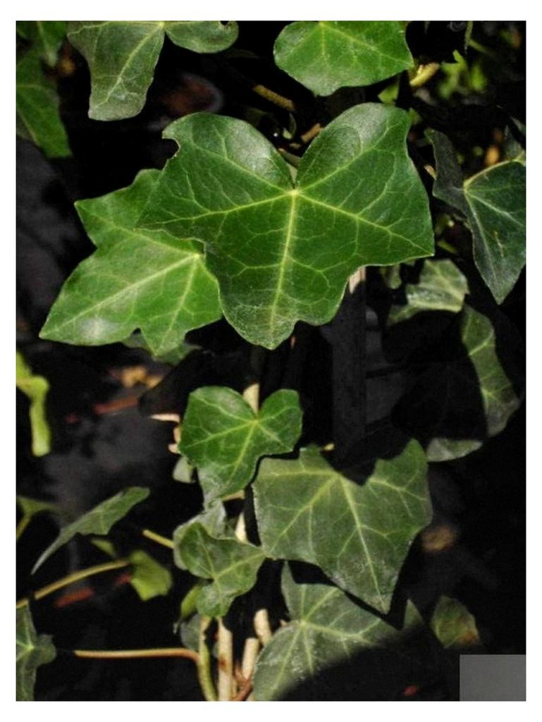 Hedera helix Hibernica - Großblättriger Irischer Efeu 60-100