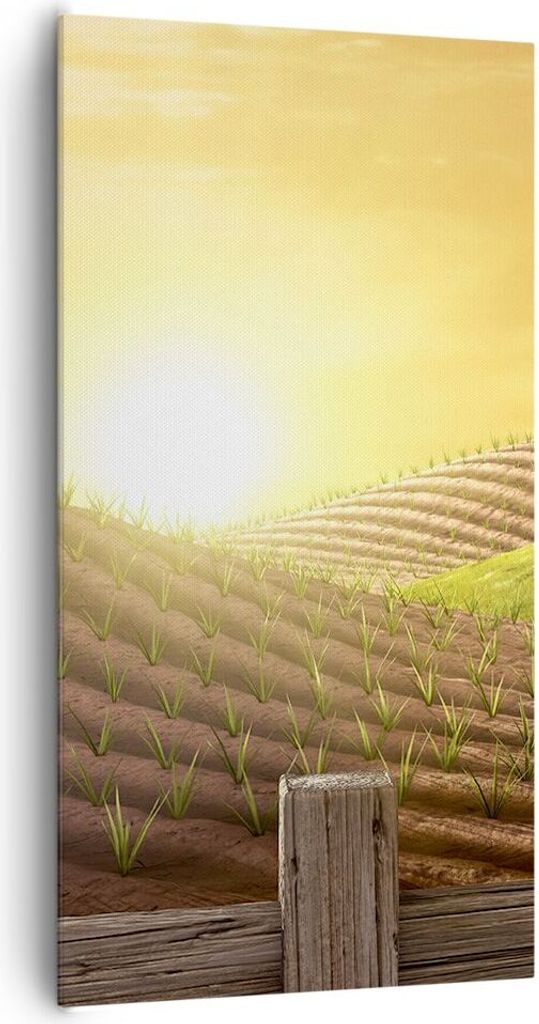 Bild auf Leinwand - Leinwandbild - Morgen Bauernhof Feld Plantage - 65x120cm - Wand Bild - Wanddeko - Leinwanddruck - Bilder - Kunstdruck - Wanddek...