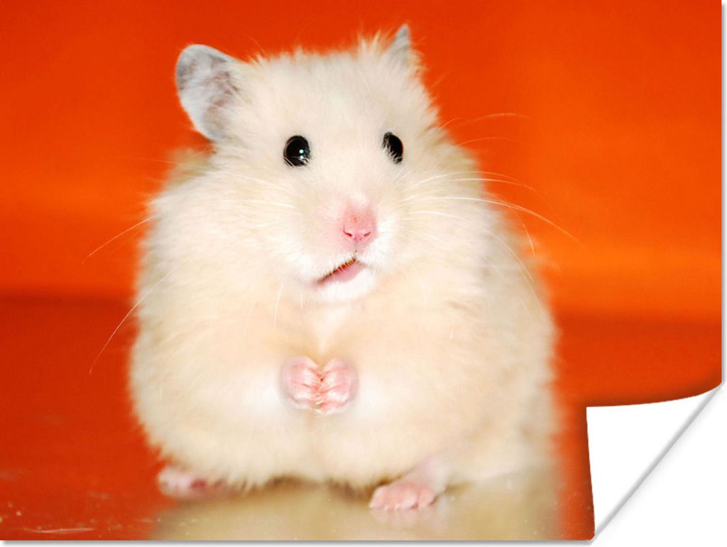 MuchoWow Poster Weißer Hamster auf orangem Hintergrund 80x60 cm - Kunst für zu Hause