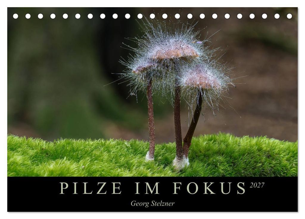 PILZE IM FOKUS 2027 (Tischkalender 2027 DIN A5 quer), CALVENDO Monatskalender