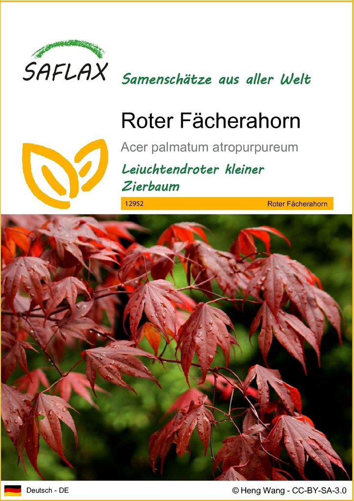 SAFLAX - Roter Fächerahorn - 20 Samen - Acer palmatum