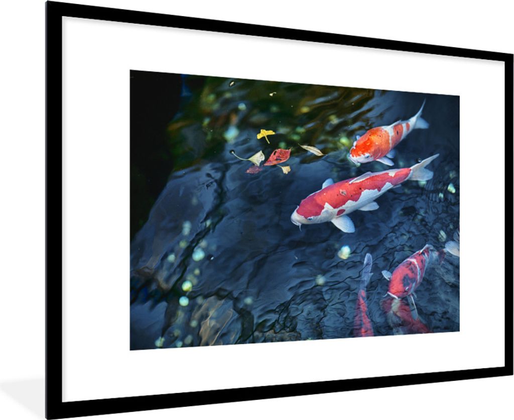 MuchoWow® Gerahmtes Poster Vier Koi-Karpfen in einem Teich Produktbild 