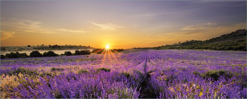Wallario Poster - Sonnenuntergang über dem Lavendel, Kunstdruck Größe: 50 x 125 cm