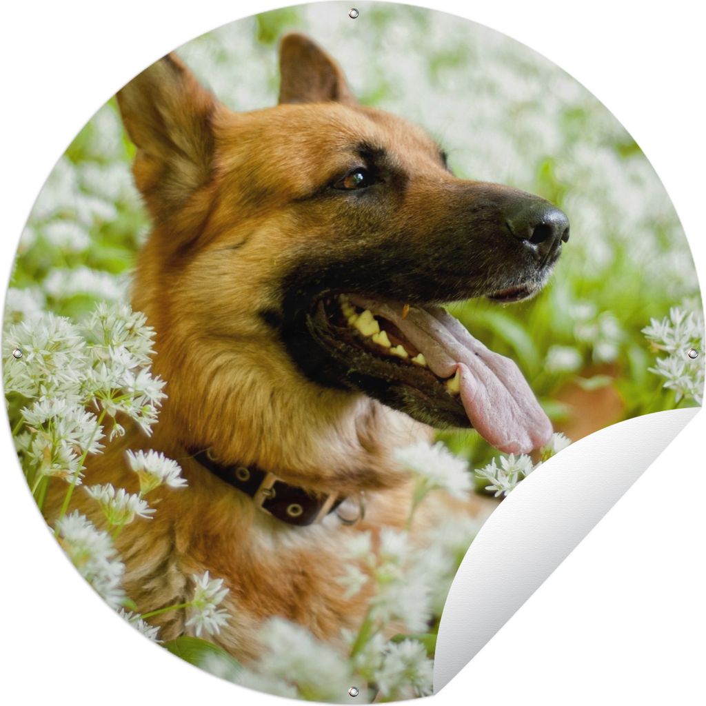 MuchoWow Gartenposter Outdoor-Poster Rund Deutscher Schäferhund sitzt inmitten der weißen Blumen Ø 150 cm Gartendeko Rundes Poster draußen