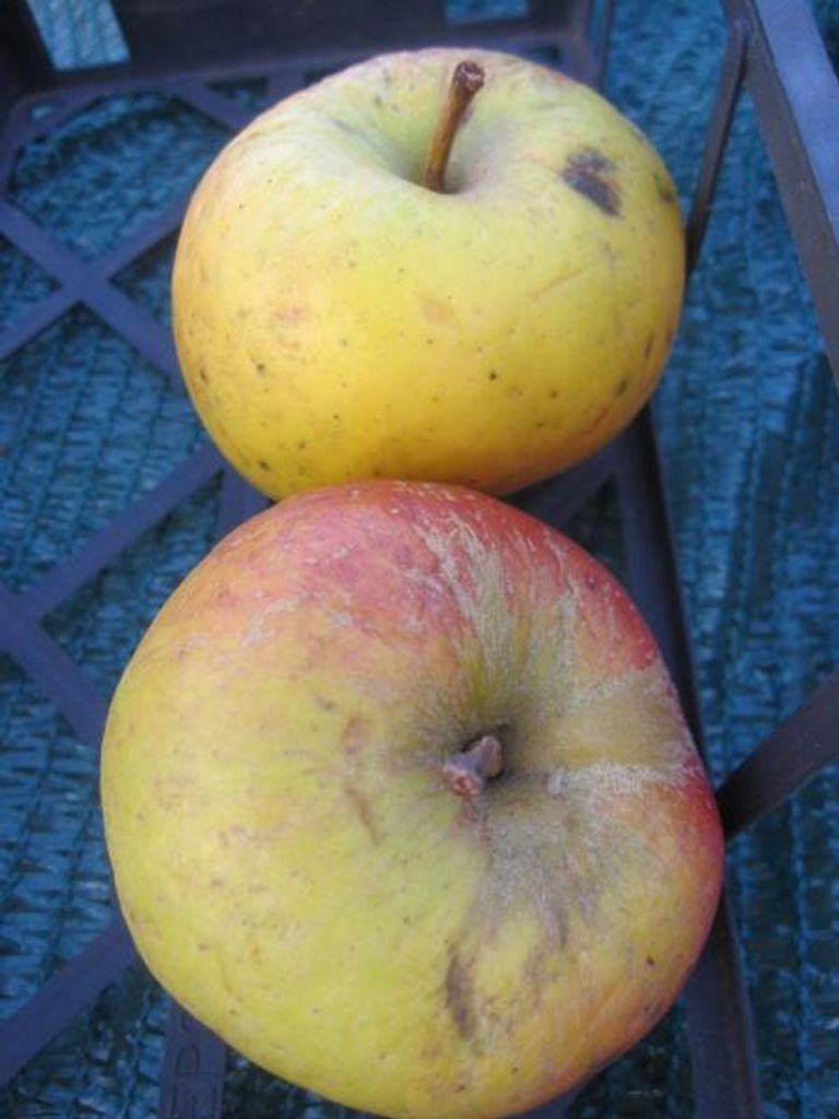 Winterapfel Auralia - Synonym Tumanga - Malus domestica - 140-150cm