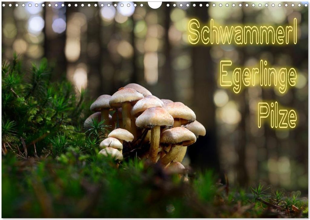 Schwammerl Egerlinge Pilze (Wandkalender 2026 DIN A3 quer), CALVENDO Monatskalender