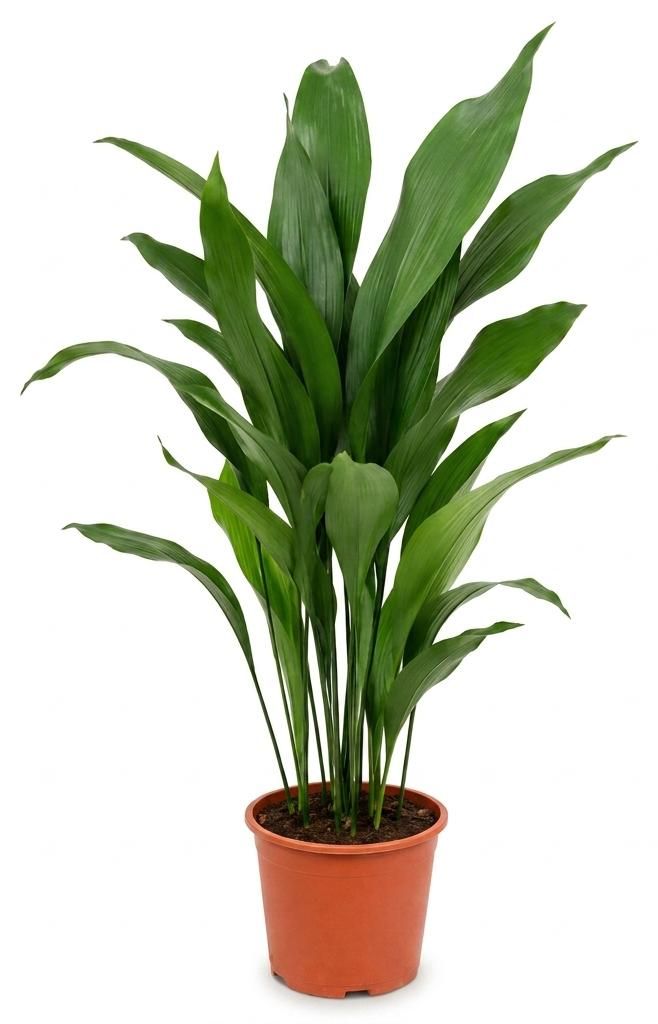 1x Aspidistra Elatior Zimmerpflanze, 80 cm Höhe, 19 cm Produktbild  KI-generiertes Bild