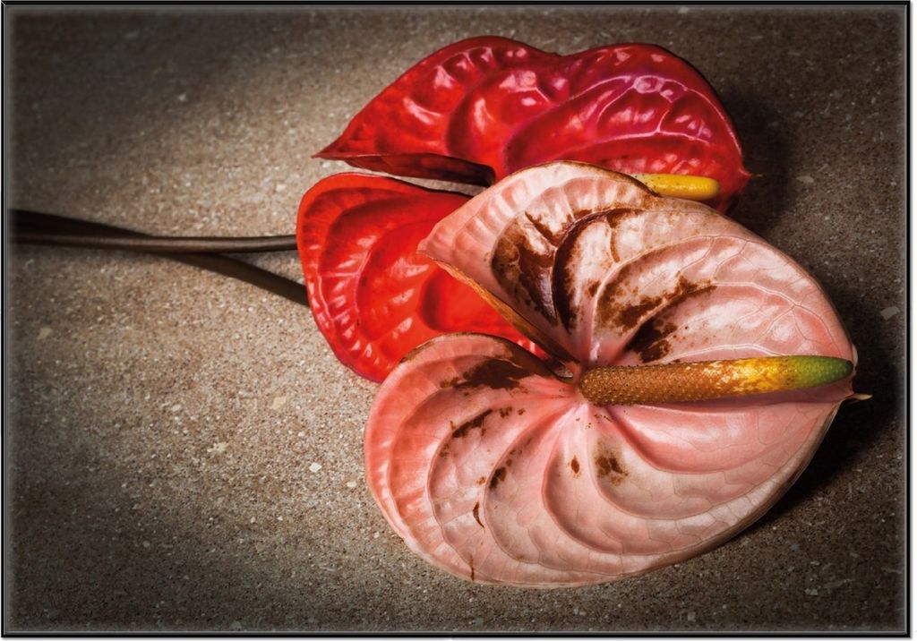 Wallario Wandbild Blüten einer Flamingoblume - Anthurie - auf schwarzem Marmor, Größe: 70,30 x 100,30 cm, Poster mit schwarzem Aluminiumrahmen