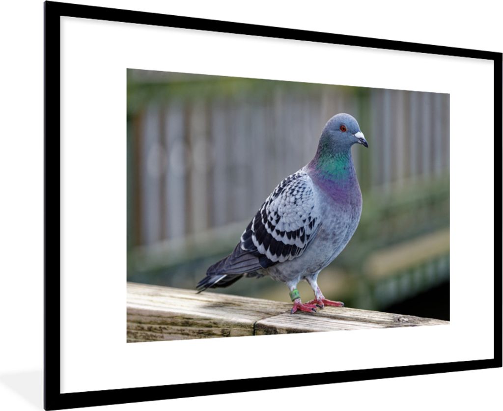 MuchoWow Gerahmtes Poster Taube - Vogel - Lila - Federn 90x60 cm - Poster mit Schwarzem Bilderrahmen Wandposter Rahmen Foto Bilder - Wanddekorati...