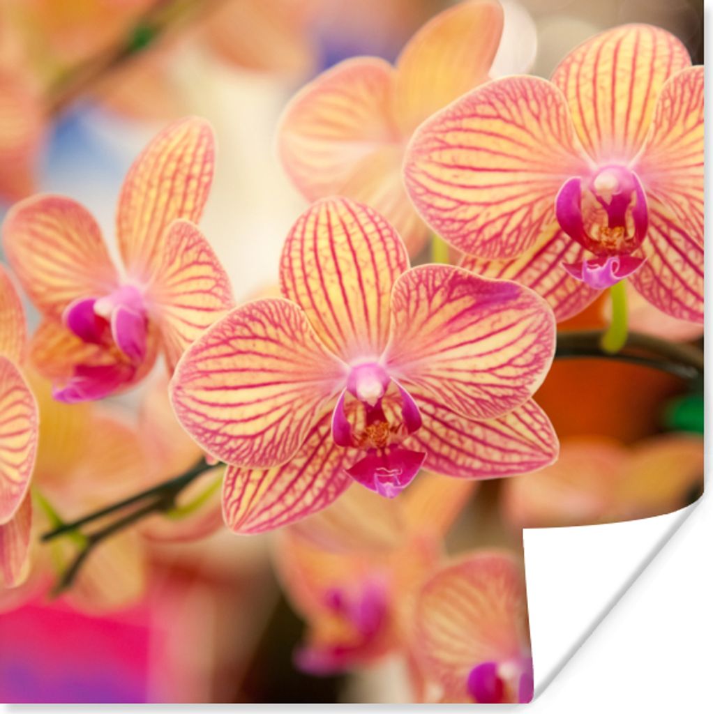 MuchoWow Poster Pflanze - Orchidee - Blumen - Rosa - Flora 50x50 cm - Wohnzimmerdekoration