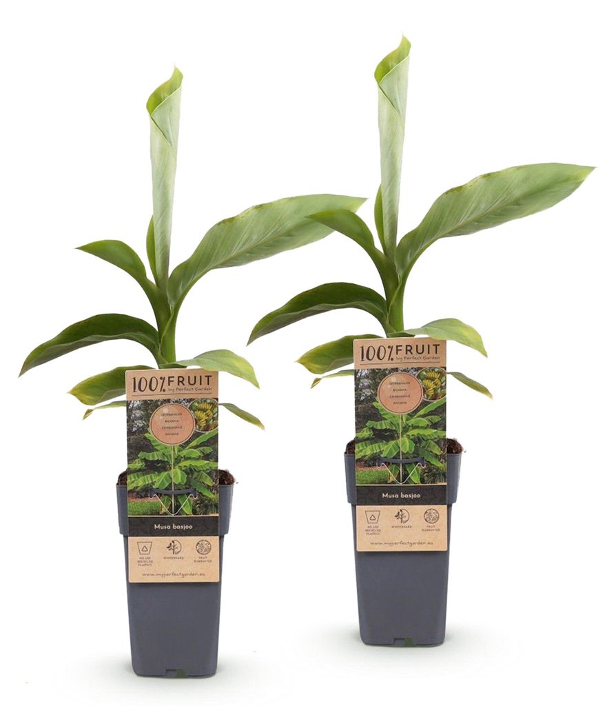 Green boutiQ - Obstpflanze - Musa Basjoo - Bananenbaum - Produktbild 