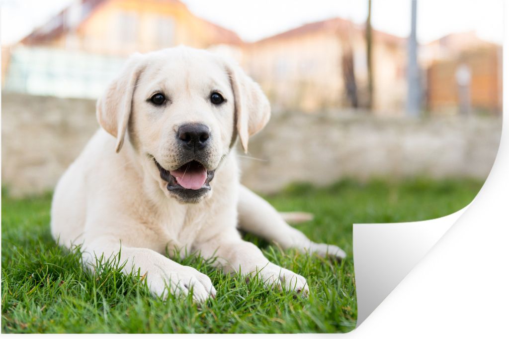 MuchoWow Wandtattoo Wandsticker Wandaufkleber Weißer Labrador Retriever im Gras liegend 90x60 cm Selbstklebend und Repositionierbar - Aufkleber