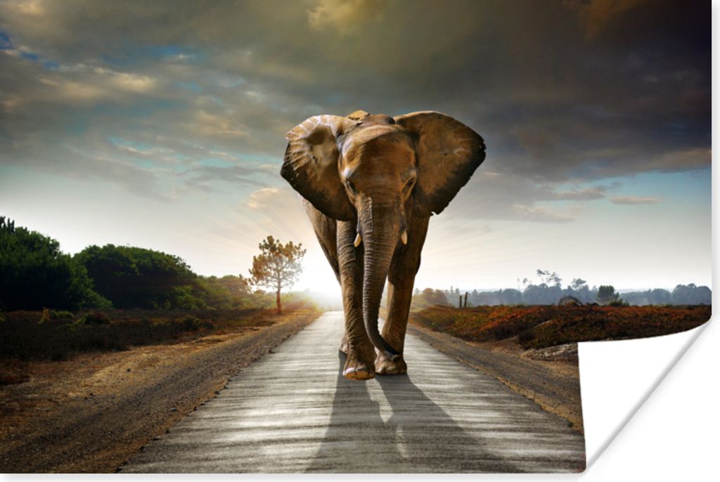 MuchoWow Poster Elefant - Straße - Tiere - Sonnenuntergang - Landschaft 60x40 cm - Schlafzimmerdekoration