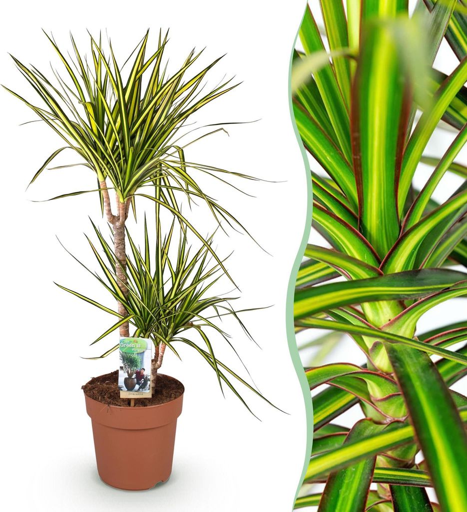 Green boutiQ - Zimmerpflanzen - Dracaena Sunray - Drachenbaum - Pflegeleicht - Grün - Gelb - 1 Pflanze - Topf 21cm - Höhe 90-100cm