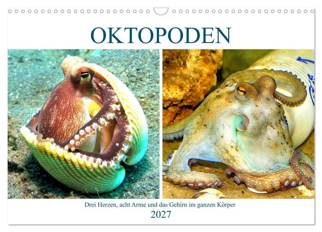 Oktopoden. Drei Herzen, acht Arme und das Gehirn im ganzen Körper (Wandkalender 2027 DIN A3 quer), CALVENDO Monatskalender