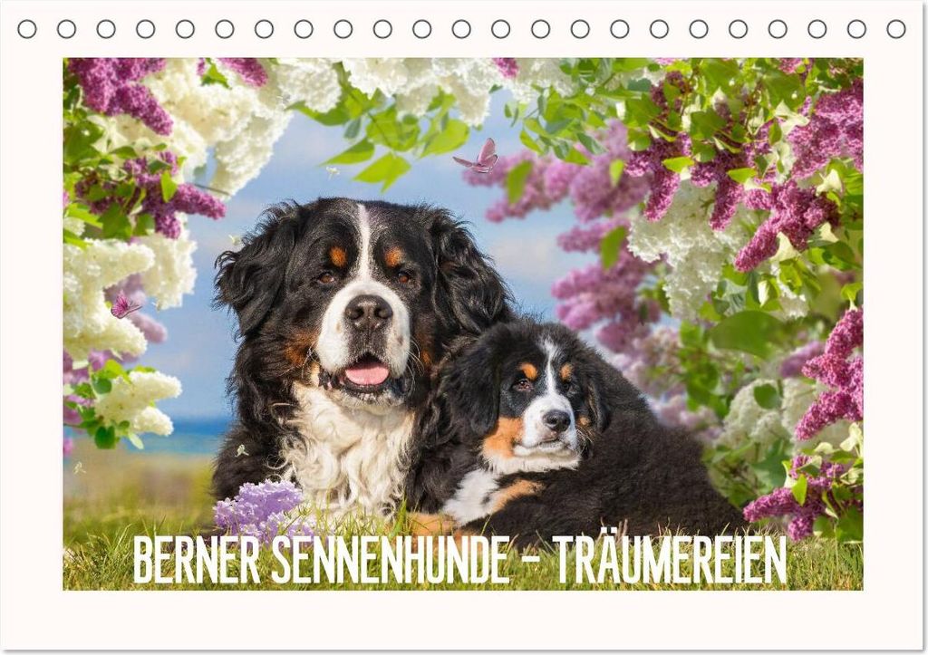 Berner Sennenhunde - Träumereien (Tischkalender 2026 DIN A5 quer), CALVENDO Monatskalender