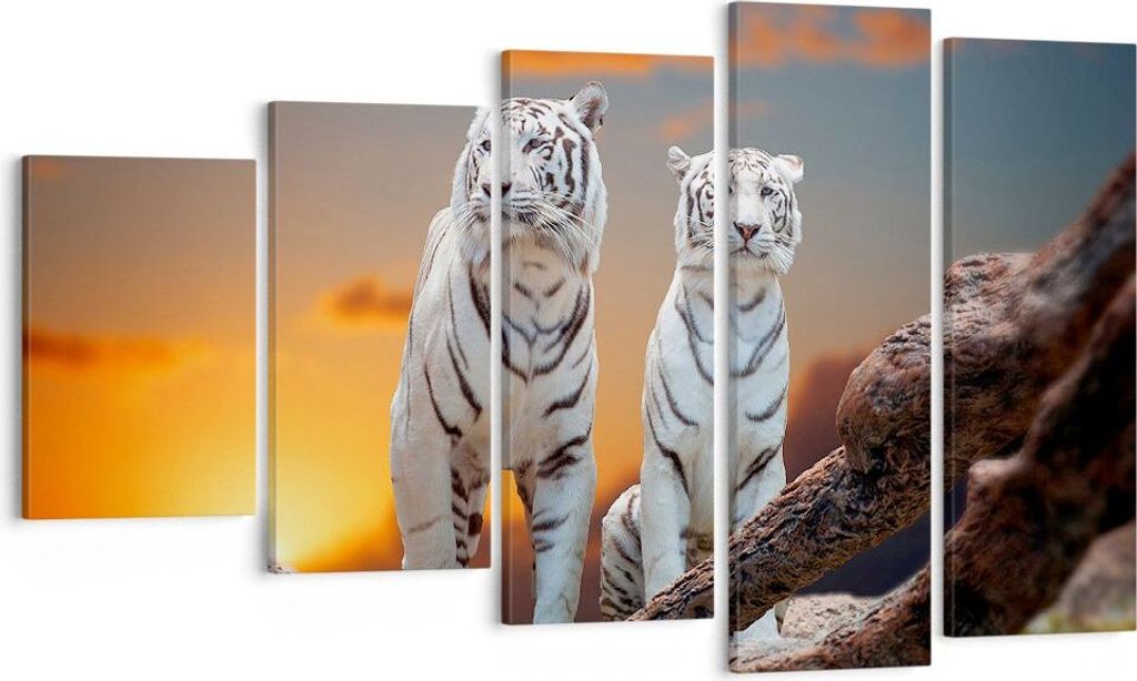 Bild auf Leinwand - Leinwandbild - Tiger weiß Rock Sonnenuntergang - 100x60cm - Wand Bild - Wanddeko - Leinwanddruck - Bilder - Kunstdruck - Leinw...