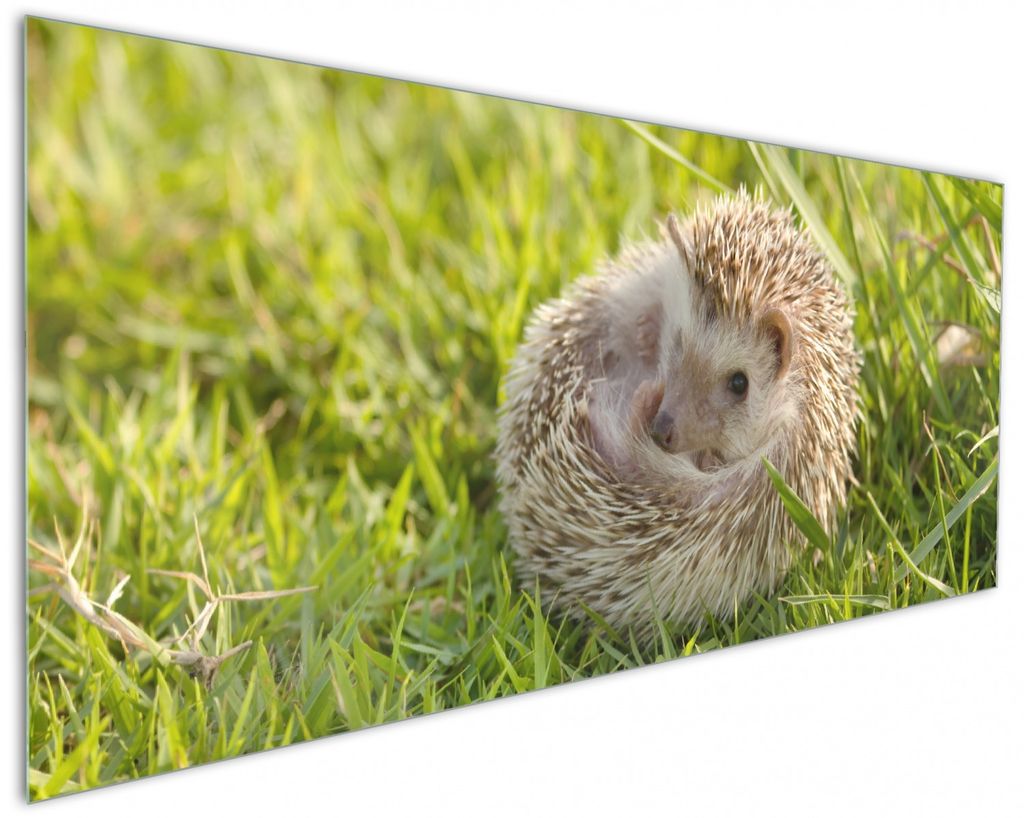 Wallario Küchenrückwand aus Glas, Größe: 125 x 50 cm, Motiv: Eingerollter Igel im Gras | Spritzschutz | abwischbar | pflegeleicht | in
