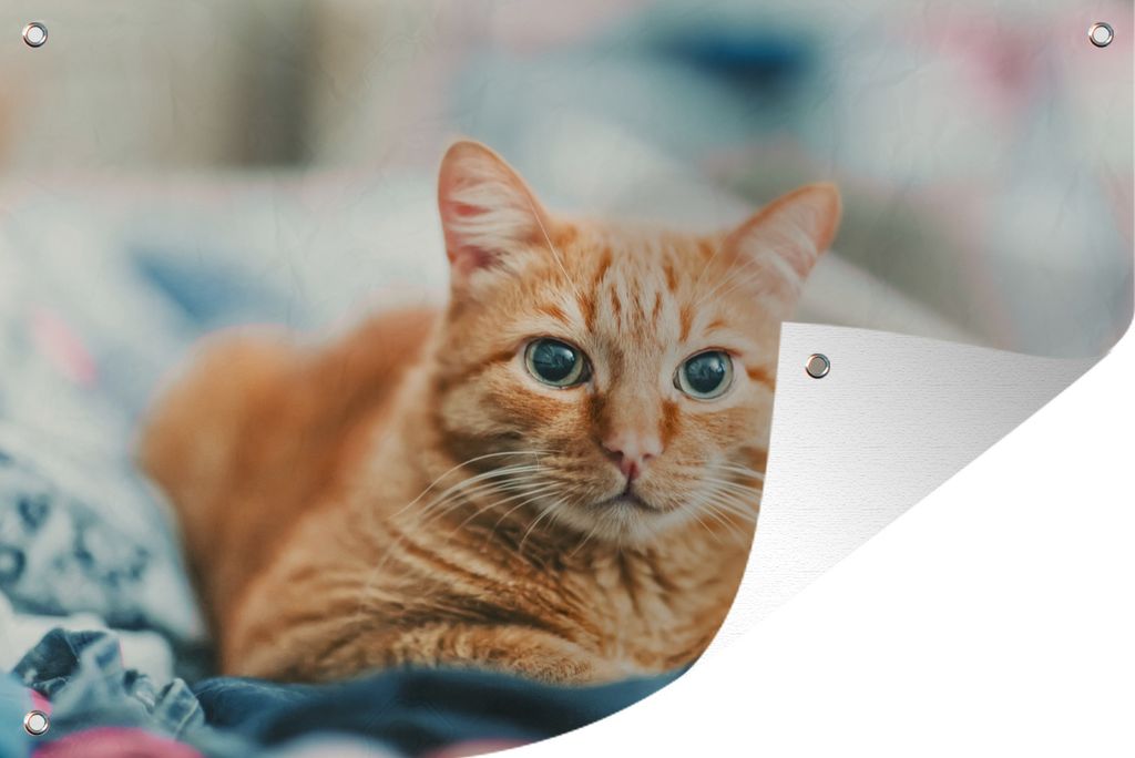 MuchoWow 60x40 cm Outdoor-Poster Gartendeko Sichtschutz Garten Poster für den Garten Katze - Kleidung - Schrank