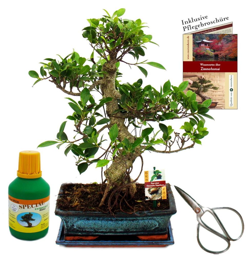 Bonsai Chin. Feigenbaum Ficus retusa ca. 12-15 Jahre 30cm Schale Geschenk-Set mit Schere und Dünger